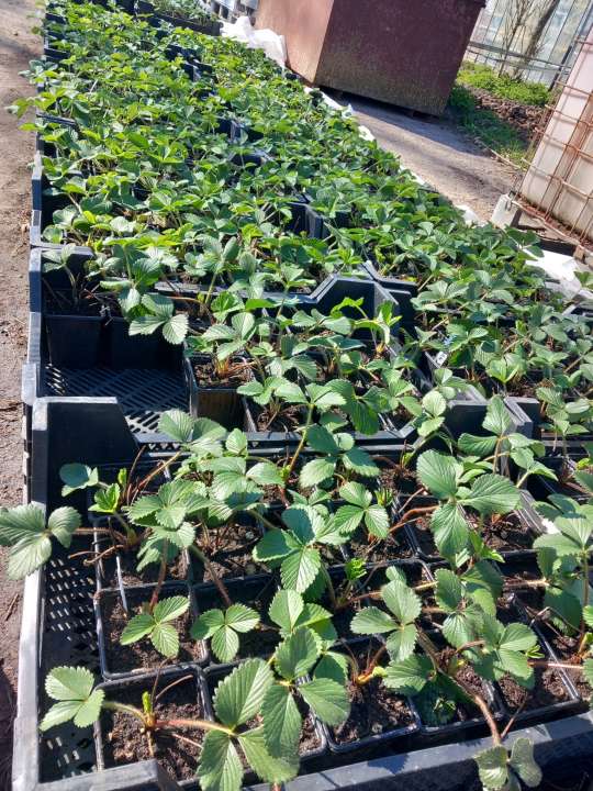 aardbei plantjes   diverse  soorten    €1.25  per stuk 